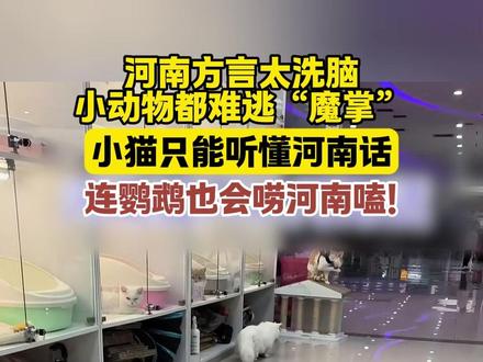 河南方言太洗脑小动物都难逃“魔掌”,小猫只能听懂河南话,连鹦鹉也会唠河南嗑!#河南话 #方言 #河南文旅推荐官