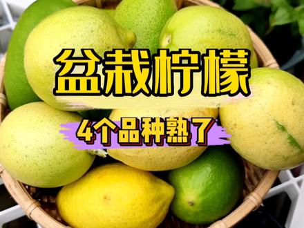 我院子里的四种盆栽柠檬都熟了,在摘的过程中给大家分享一些盆栽柠檬的种植和养护知识#三农 #新农村计划2022 #种植小技巧 #农技知识分享 #柠檬