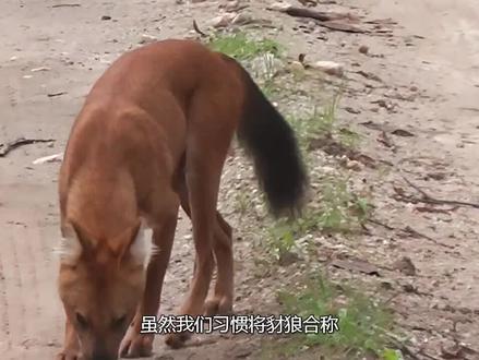 豺何德何能, 可以作为“豺狼虎豹”的打头?