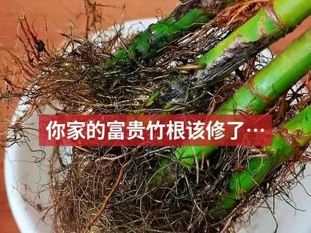 你家的富贵竹根该修了