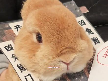 就算你把兔兔刀了,它也绝对不会告诉你的喂养秘诀! #萌宠出道计划 #科学养宠攻略 #兔子 #兔兔这么可爱 #养兔人