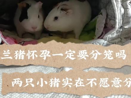 荷兰猪怀孕必须分笼吗?两只小猪实在分不开的感觉 #萌宠 #豚鼠 #养鼠日常分享