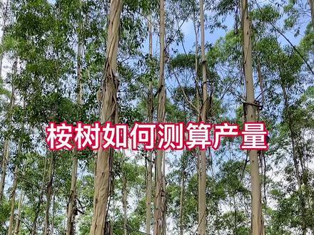 桉树产量测算方法。#林业 #桉树 #桉树种植 #木材 #桉树产量测算 #来抖音学农技