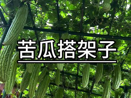 今天给苦瓜搭架子,用的是包塑钢管,可重复使用,你也搭一个吧#爬藤架 #种植小技巧 #蔬菜种植