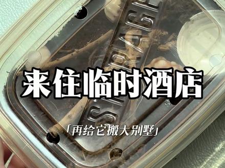 饲养缸还没到家 过渡期可以这样做#寄居蟹#新手上路 #新手#饲养员日常 #教程分享