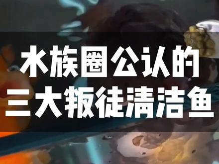 三大叛徒清洁鱼 #养鱼 #水族