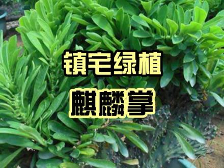 这种“丑花”寓意好,比发财树好养,皮实耐旱,20年可当传家宝 #爱生活爱养花 #花卉绿植 #麒麟掌 #绿植