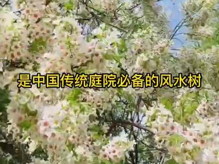 #文冠树 多年苗价格优惠,需要的可以联系主页