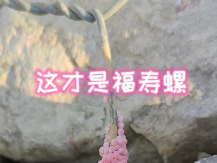 这才是福寿螺卵,前几天发现的小红蛋不是福寿螺的,还有两个虫不知道叫啥#欢迎光临我的生活 #神奇动物在抖音 #福寿螺 #昆虫