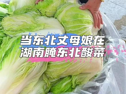 当东北丈母娘在湖南腌东北酸菜
#东北丈母娘和南方女婿 #南北差异 #腌酸菜 #东北酸菜