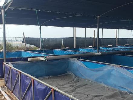 老板投资35万新建的东风螺车间基本完工,过来看看里面的构造#水产养殖 #东风螺