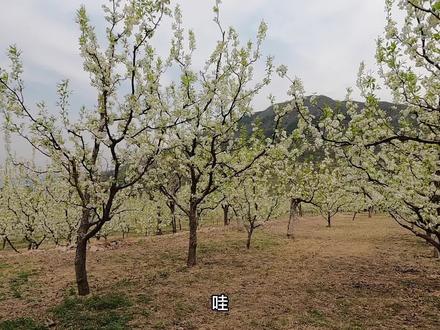 大清贡梨园赏梨花,北京香山好汉坡-东山村-懒汉坡徒步环穿 #登山 #爬山 #户外徒步 #赏花 #梨花