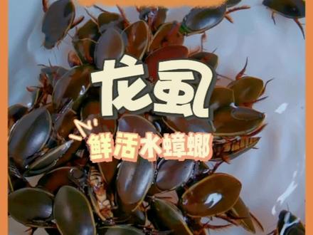 #抖音美食推荐官 #高端食材 特色菜/ 鲜活金边龙虱(江湖人称水中蟑螂),#黄沙吃海鲜