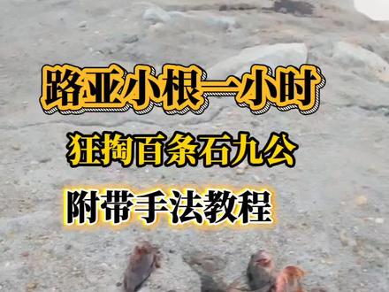 三月份到六月份,海边什么鱼最好钓?一小时“路亚小根”狂掏百条石九公,附带手法教程#路亚#海钓#钓鱼人#海边生活#石九公