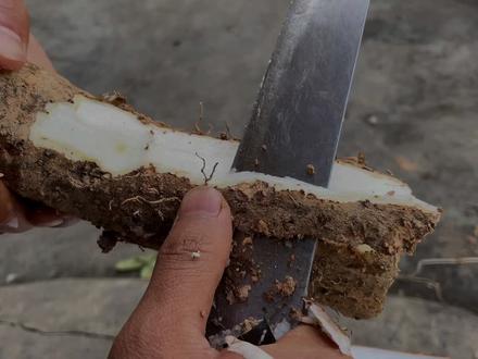 削皮清洗干净的山药,放冰箱冷冻保存。口感味道也不会变