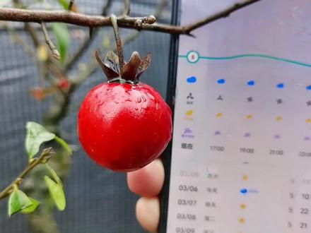 镇园红,晚熟丰果亮皮血红金弹子品种,适用于中大型金弹子,喜欢金弹子老鸦柿的双击加关注,谢谢大家#盆景艺术 #金弹子 #硕果累累 #老鸦柿