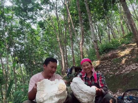 版纳农村夫妻山里干活,老婆说这胶能卖2元一斤,阿顺表示卖不到