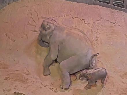 说大象瘦的请先了解下这个动物园的背景,不是每一头大象都是圆滚滚的,非洲象和亚洲象又不一样,和人一样各自体型不同,胖的不一定健康,瘦的不一定不健康❤️
#爱护大自然保护野生动物 #大象🐘 #每个生命都值得被善待