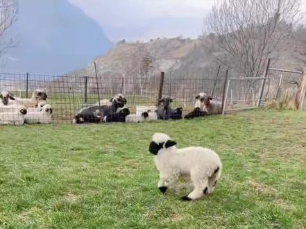 “快乐的小羊蹦蹦跳跳~” #萌宠 #快乐的小羊羔