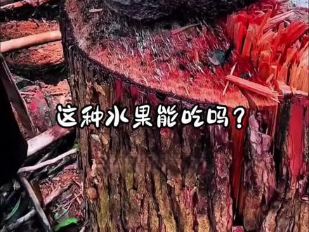 分享13种稀有罕见的水果,你都吃过哪几种呀?#小众水果#冷门水果#稀有水果#奇珍异果