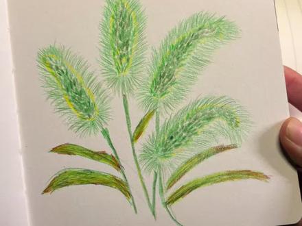 零基础彩铅画画:狗尾草#彩铅手绘 #彩铅教程 #零基础彩铅 #跟着抖音学画画