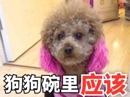 狗狗的碗里应该一直有粮吗