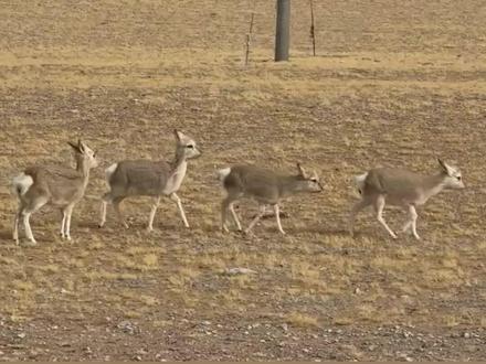 《#生命树 》#番外 片,“#藏原羚幼儿园 ”开班啦!