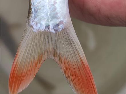 #原来钓鱼才是抖音运动顶流 似刺鳊鮈颜值高,肤白貌美。