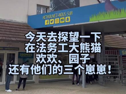 感谢法国饲养员们把我们的国宝养得这么活泼可爱!#大熊猫 #大熊猫欢欢和圆子 #大熊猫欢欢 #大熊猫欢欢诞下双胞胎 #法国大熊猫