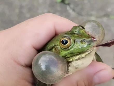 听过青蛙叫,你们见过青蛙叫吗?
