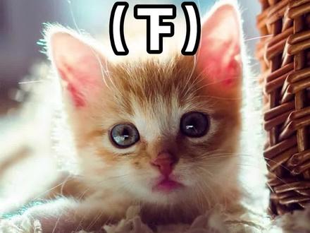 猫吃老鼠居然更健康?到底为什么?(下集)#猫抓老鼠 #猫和老鼠 #猫咪
#猫咪冷知识 #猫咪科普