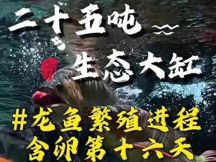龙鱼繁殖 第十六天 #龙鱼 #养鱼日记