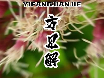 民间草药:佩兰 #植物 #植物科普 #识百草 #草药 #带你游云南