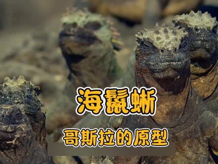 哥斯拉的原型,海鬣蜥#动物世界 #哥斯拉 #海鬣蜥