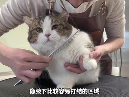 “矮脚的小猫猫翻新洗澡全过程 也太可爱了吧!” #猫洗澡 #猫咪洗护 #猫咪洗护专门店 #武汉猫咪洗护 #宠物店