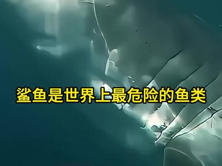 人类遇到鲨鱼怎么样才能逃命?