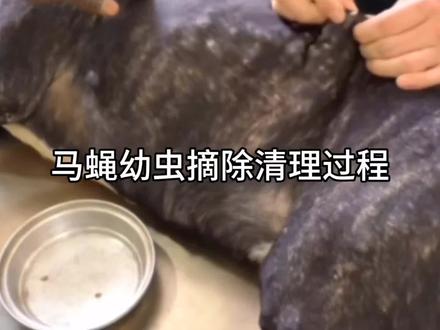 马蝇 幼虫摘除过程 #解压视频 #动物 #动物解说 #狗狗 #宠物知识