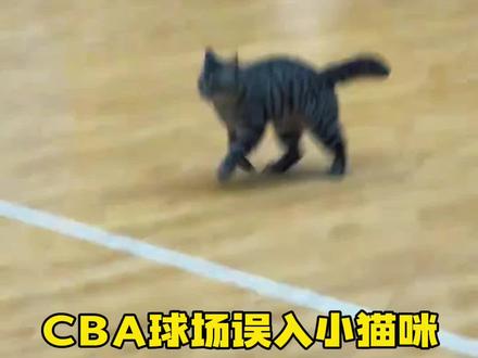 CBA球场误入小猫咪,导致比赛一度中断