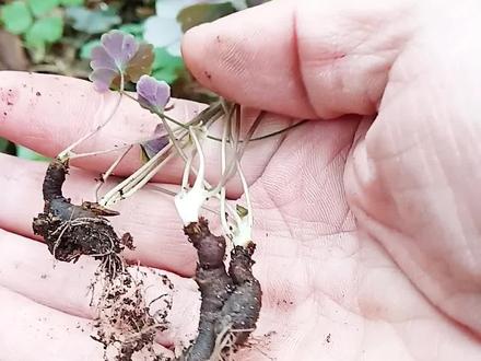 天葵子 紫背天葵子 千年老鼠屎 就是它