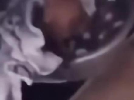 展示猪肝这一块#吉娃娃 #狗 #猎奇 #梗 #梗图