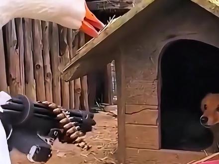 3月21日网络热门信息差|梅姨终落网 #信息差 #热点新闻事件 #省流 #社会百态 #梅姨