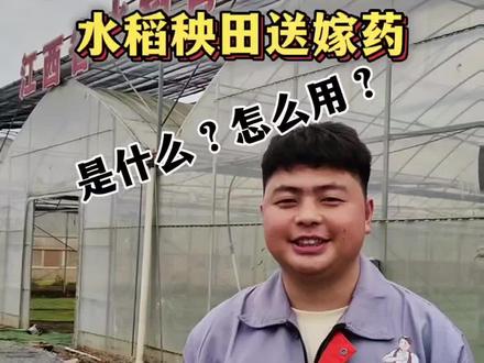 水稻秧田送嫁药,作用大,让农田更有活力!!!#水稻种植