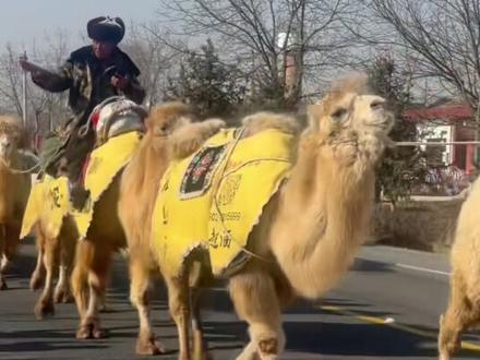#天山的骆驼来到了陕西了#重走丝绸之路