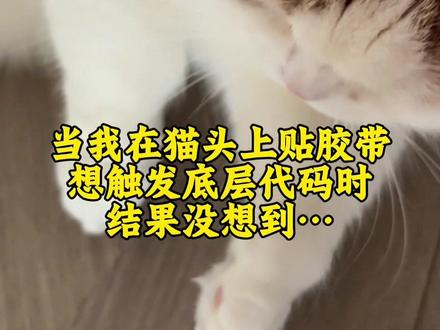 当我用创可贴测试猫的智商. #小猫迷惑行为 #创作者中心 #创作灵感 #猫咪的迷惑行为 #猫咪日常行为