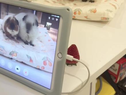 当我让豆包帮我盯着小猪不让吃草莓时 #看看你们的萌宠 #萌宠日常vlog #萌宠日常记录 #豆包