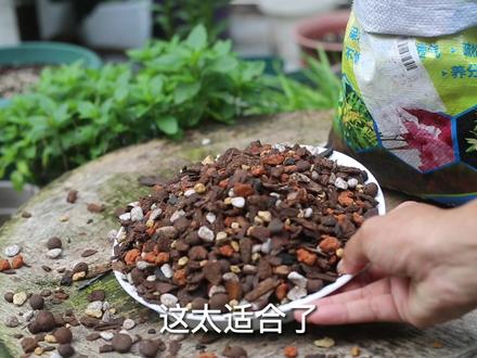 千万别用泥土养兰花,园艺师教你,使用兰花专用土,养一盆活一盆#养花