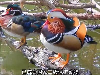三峡建设之后,淹没区中的动物,最终都去了哪里? #三峡 #中华鲟 #黑鹤 #鸳鸯