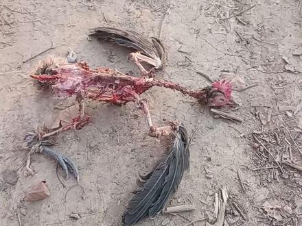 把我的压力跟鸡说了,它上吊了。 #科普