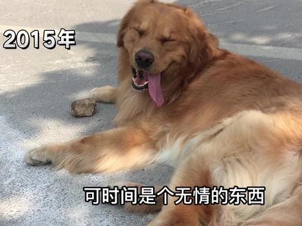 我的朋友走了,享年36岁,他的狗也走了,10岁