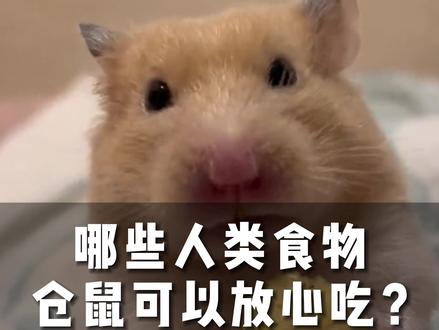 哪些人类食物仓鼠可以放心吃(六) #仓鼠 #金丝熊 #养鼠日常 #萌宠出道计划 #鼠鼠我呀